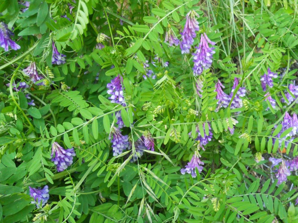 vicia ? -  Vicia cfr.  cracca